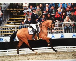 dressage horse D'Accord T 3 (German Riding Pony, 2016, from Dance For Me)