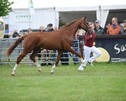 broodmare Quintess B (German Sport Horse, 2008, from Quaterback)