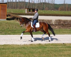 dressage horse Lucia B (German Sport Horse, 2012, from Lord Loxley I)