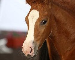 jumper Laskari B (German Sport Horse, 2010, from Lordanos)