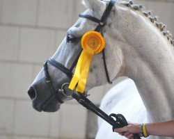 broodmare Karibik B (Brandenburg, 2000, from Korsar I)