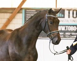 dressage horse Florentino B 3 (German Sport Horse, 2017, from Fuechtels Floriscount OLD)