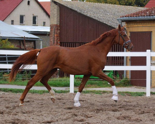 dressage horse Favorit B (German Sport Horse, 2017, from Fuechtels Floriscount OLD)