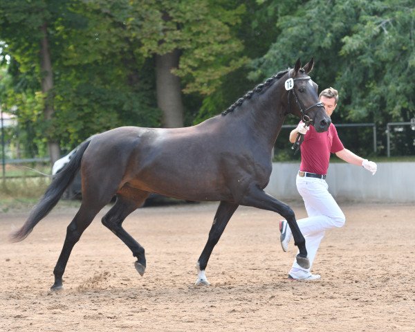 broodmare Florentine B (German Sport Horse, 2016, from Fuechtels Floriscount OLD)