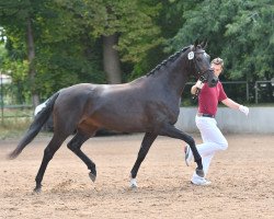 broodmare Florentine B (German Sport Horse, 2016, from Fuechtels Floriscount OLD)