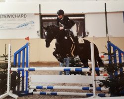 dressage horse Dieda M (Hannoveraner, 2016, from Diatendro)