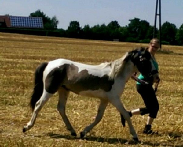 horse Wilson's Ohio (Quarter Pony, 2013, from Wilson HB 2)