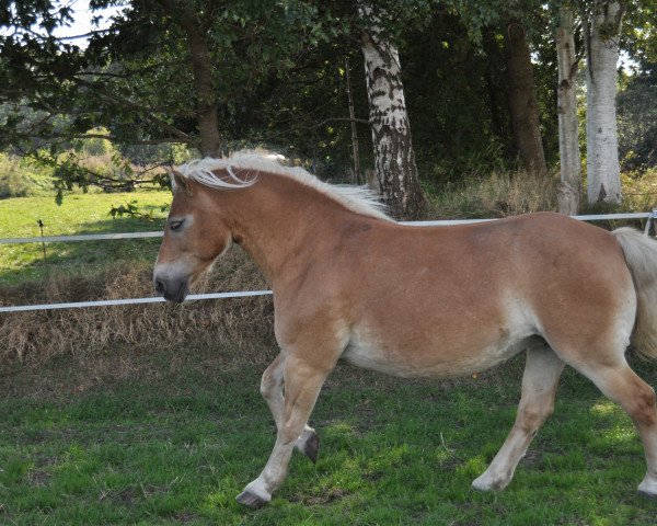 horse Anita (Haflinger, 1990, from Hofjaeger)