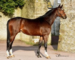 stallion Frimeur D'Altenbach (Selle Français, 2015, from Contendro I)