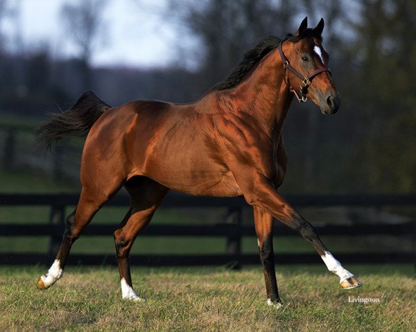 stallion The Lieutenant xx (Thoroughbred, 2013, from Street Sense xx)