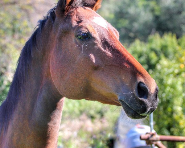 horse Kantara (Swiss Warmblood,  , from Karondo vom Schlösslihof)