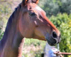 Pferd Kantara (Schweizer Warmblut,  , von Karondo vom Schlösslihof)