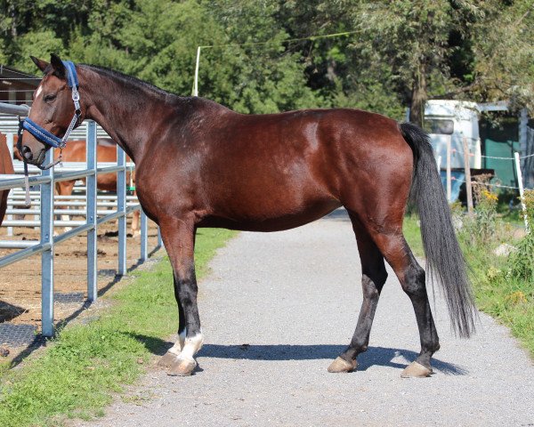 Zuchtstute Lettina vom Lindenberg CH (Schweizer Warmblut, 2002, von Lanthano)