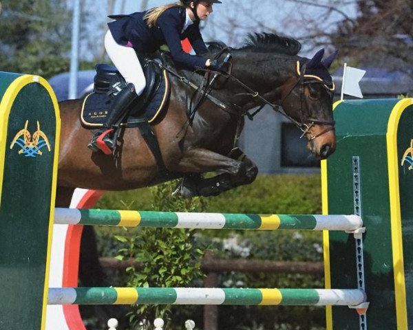 jumper Concetta 20 (Hanoverian, 2005, from Concetto)