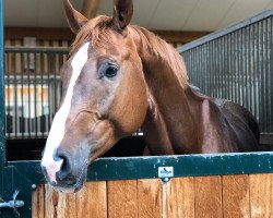 jumper Bachelor in Paradise (German Sport Horse, 2015, from S.I.E.C. Bachelor)