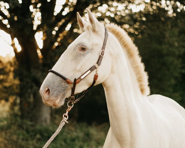 dressage horse Zouina vom Elbenwald (Lusitano, 2016)