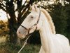 dressage horse Zouina vom Elbenwald (Lusitano, 2016)