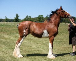 Zuchtstute Dominatrix of Double Shoe (Clydesdale, 2010, von Deighton Dominator)