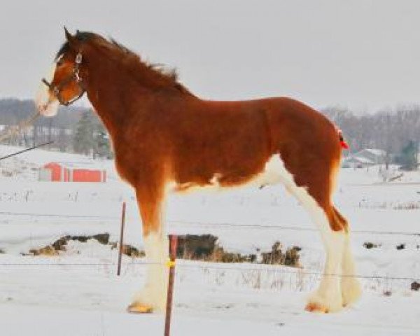 Pferd Brookside Pete (Clydesdale, 2017, von Irish Thunder's Celtic Dawson)