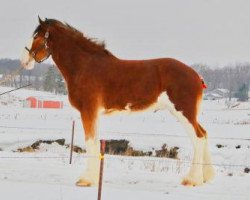 horse Brookside Pete (Clydesdale, 2017, from Irish Thunder's Celtic Dawson)