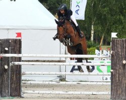 broodmare Josephine van de Bisschop (Belgian Warmblood, 2009, from Tornado)