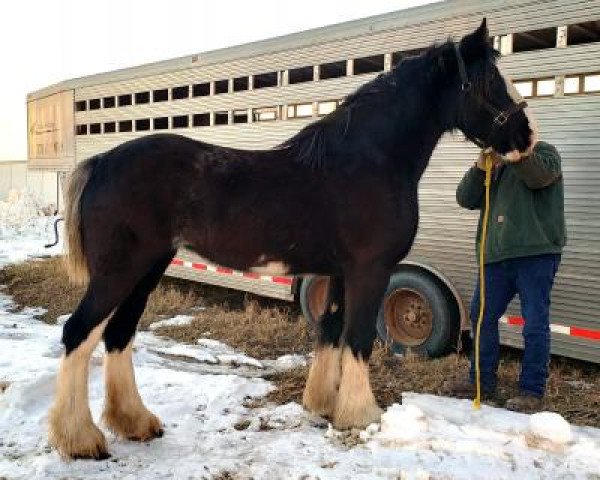 Pferd Battle River Hightower's Peggy (Clydesdale, 2016, von Hatfield Hightower)