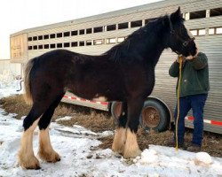 horse Battle River Hightower's Peggy (Clydesdale, 2016, from Hatfield Hightower)