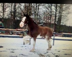 horse Anderson's Logan (Clydesdale, 2017, from Willow Way Kelso)