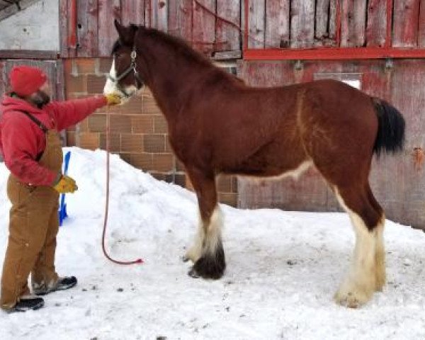 horse ADKS Ruby (Clydesdale, 2017, from ADKS Luthur)