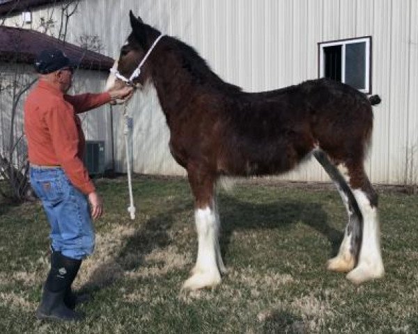 horse C3 Paige's Piper (Clydesdale, 2019, from Kenbar Toby)