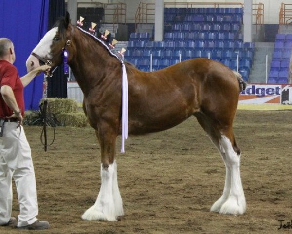 Zuchtstute DLC Lady Mary-Ann (Clydesdale, 2011, von Thistle Ridge Argyll Enhancer)