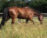 broodmare Riva de Pleville (Selle Français, 2005, from Quaprice Z)