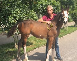 Pferd Quicksilver xx (Englisches Vollblut, 2019, von Silvery Moon xx)