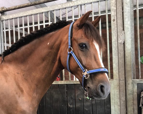 horse Castello (German Riding Pony, 2009)