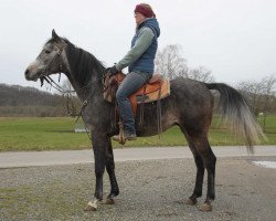 horse Facyt (Arabian thoroughbred, 2016, from Ontario HF ox)