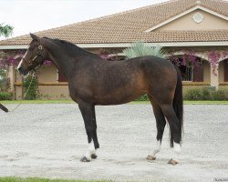 Springpferd Tajmyra Greenfield (Nederlands Rijpaarden en Pony, 2002, von Lancelot)