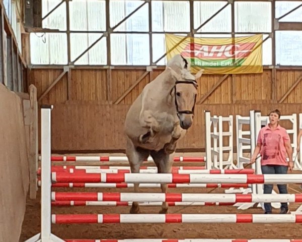 broodmare Hilde Frølunde (Fjord Horse, 2014, from Dons Frølunde)