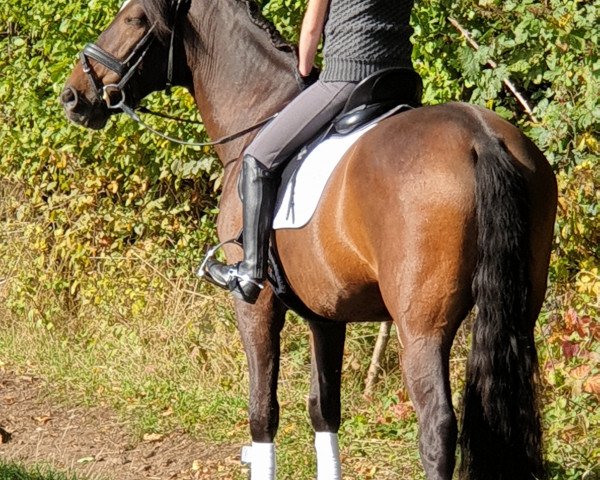 dressage horse Cortijero LXXVI (Andalusians/horse of pure Spanish race, 2007, from Gastador XXVII)