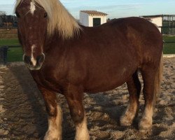 horse Zabao (Percheron, 2004)