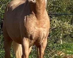 horse Palomino (Lusitano, 2011)