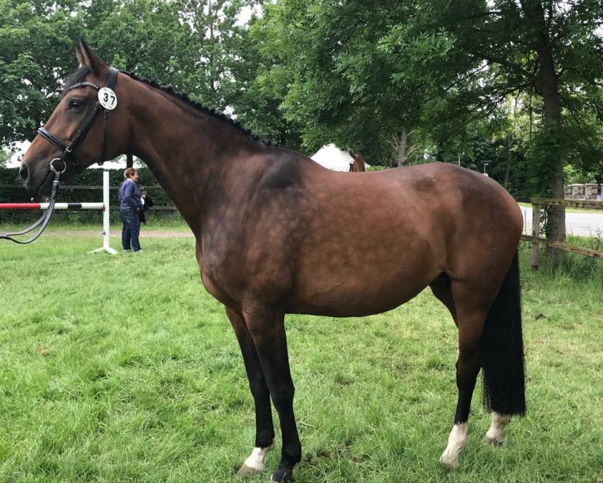 broodmare Afita (Oldenburg, 2006, from Fidertanz)