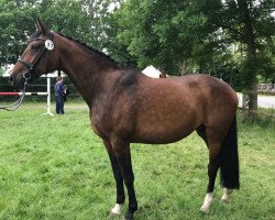 broodmare Afita (Oldenburg, 2006, from Fidertanz)