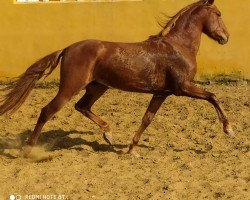 horse Cartujano (Andalusier, 2017)