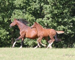 broodmare Regatta (Westphalian, 2007, from Royal Blend)