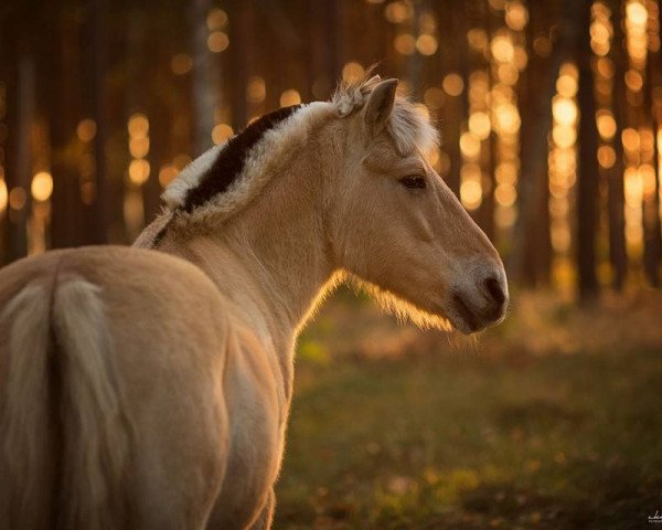 horse Rusty (Fjord Horse, 1984)