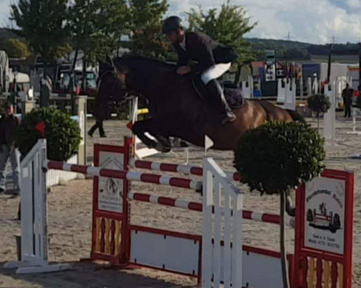 jumper Affenzahn (German Sport Horse, 2009, from Asti)