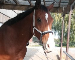 Springpferd Hektor (Polnisches Warmblut, 2008, von Cordian)