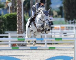 jumper Jaguar (Belgian Warmblood, 2009, from Chopin van het Moleneind)