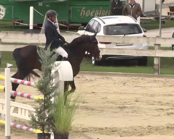 Reitturnier Linkenheim-Hochstetten 2015