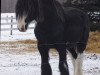 Deckhengst Hatfield Front Runner (Clydesdale, 2005, von Hewal Benefactor)